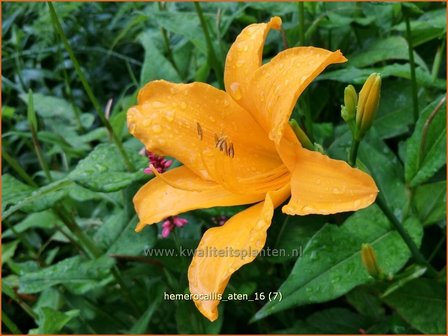 Hemerocallis &#039;Aten&#039; | Daglelie | Taglilie