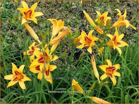 Hemerocallis 'Bonanza' | Daglelie | Taglilie