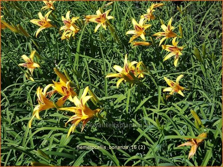 Hemerocallis 'Bonanza' | Daglelie | Taglilie