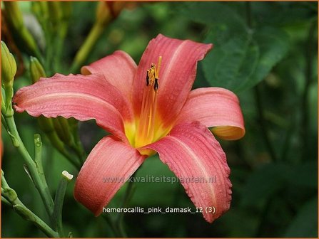 Hemerocallis &#039;Pink Damask&#039; | Daglelie