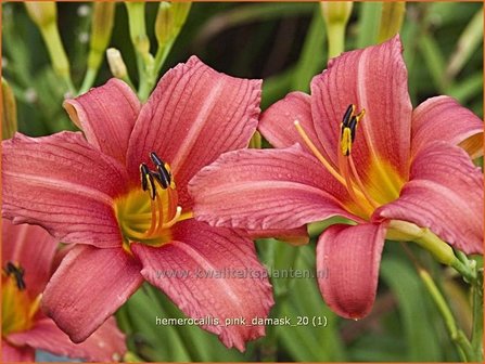 Hemerocallis &#039;Pink Damask&#039; | Daglelie