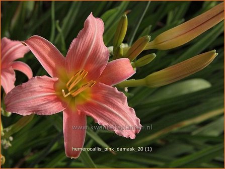 Hemerocallis &#039;Pink Damask&#039; | Daglelie