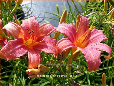 Hemerocallis &#039;Pink Damask&#039; | Daglelie