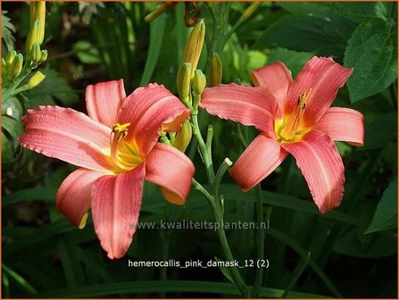 Hemerocallis &#039;Pink Damask&#039; | Daglelie