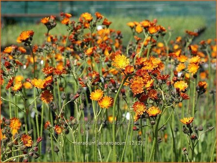 Hieracium aurantiacum | Havikskruid | Orangerotes Habichtskraut