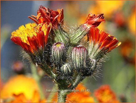 Hieracium aurantiacum | Havikskruid | Orangerotes Habichtskraut