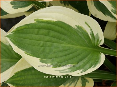 Hosta &#039;Brim Cup&#039; | Hosta, Hartlelie, Funkia | Funkie