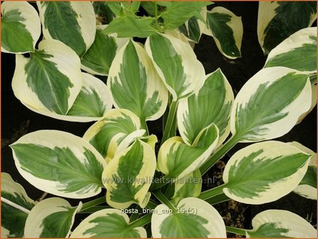 Hosta &#039;Brim Cup&#039; | Hosta, Hartlelie, Funkia | Funkie