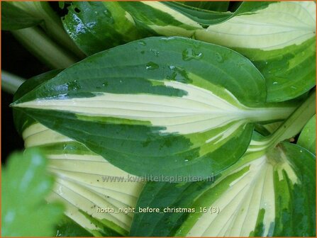 Hosta &#039;Night Before Christmas&#039; | Hosta, Hartlelie, Funkia | Funkie