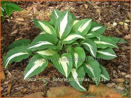 Hosta &#039;Night Before Christmas&#039; | Hosta, Hartlelie, Funkia | Funkie