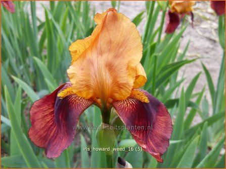 Iris germanica 'Howard Weed' | Baardiris, Iris, Lis | Hohe Bart-Schwertlilie