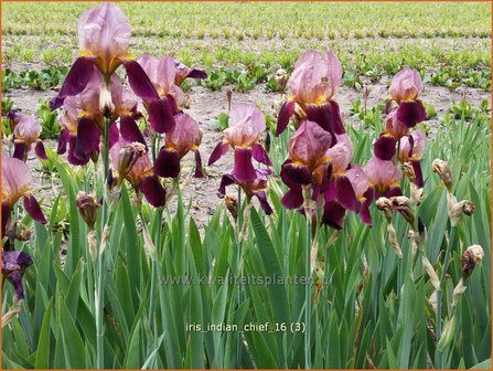 Iris germanica &#039;Indian Chief&#039; | Baardiris, Iris, Lis | Hohe Bart-Schwertlilie