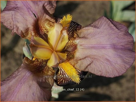 Iris germanica &#039;Indian Chief&#039; | Baardiris, Iris, Lis | Hohe Bart-Schwertlilie