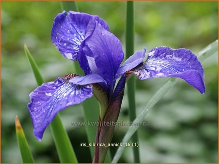 Iris sibirica &#039;Annick&#039; | Siberische iris, Lis, Iris | Sibirische Schwertlilie