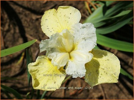 Iris sibirica &#039;Butter and Sugar&#039; | Siberische iris, Lis, Iris | Sibirische Schwertlilie