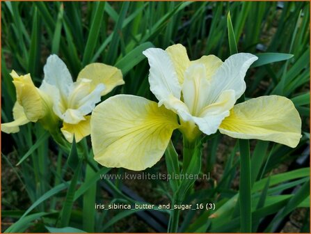 Iris sibirica &#039;Butter and Sugar&#039; | Siberische iris, Lis, Iris | Sibirische Schwertlilie