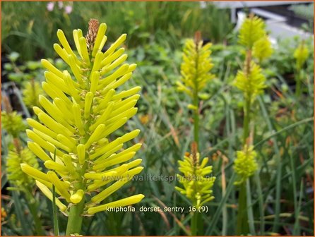 Kniphofia &#039;Dorset Sentry&#039; | Vuurpijl, Fakkellelie | Fackellilie