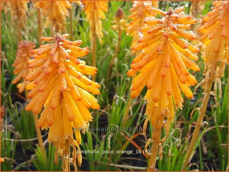 Kniphofia &#039;Poco Orange&#039; | Vuurpijl, Fakkellelie | Fackellilie