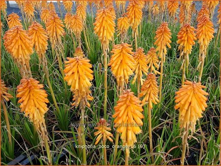 Kniphofia &#039;Poco Orange&#039; | Vuurpijl, Fakkellelie | Fackellilie