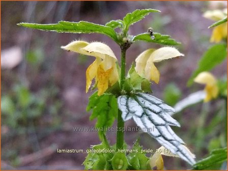 Lamiastrum galeobdolon &#039;Herman&#039;s Pride&#039; | Gele dovenetel, Dovenetel | Echte Goldnessel