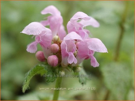 Lamium maculatum &#039;Pink Pewter&#039; | Gevlekte dovenetel, Dovenetel | Gefleckte Taubnessel