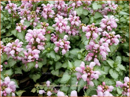 Lamium maculatum &#039;Pink Pewter&#039; | Gevlekte dovenetel, Dovenetel | Gefleckte Taubnessel