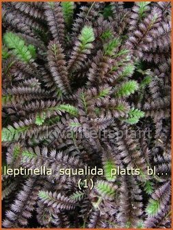 Leptinella squalida 'Platts Black' | Vedermos, Koperknoopje, Goudknopje | Brauner Fiederteppich