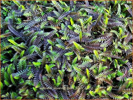 Leptinella squalida &#039;Platts Black&#039; | Vedermos, Koperknoopje, Goudknopje | Brauner Fiederteppich