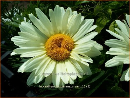 Leucanthemum &#039;Banana Cream&#039; | Margriet | Grossblumige Margerite