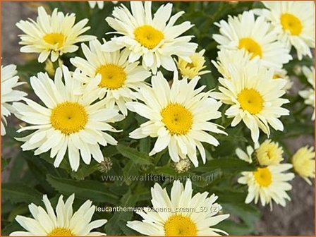 Leucanthemum &#039;Banana Cream&#039; | Margriet | Grossblumige Margerite