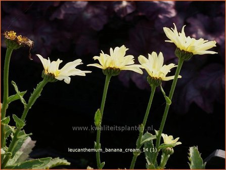 Leucanthemum 'Banana Cream' | Margriet | Grossblumige Margerite