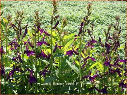 Lobelia 'Hadspen Purple' | Kardinaalsbloem, Vaste lobelia | Kardinals-Lobelie