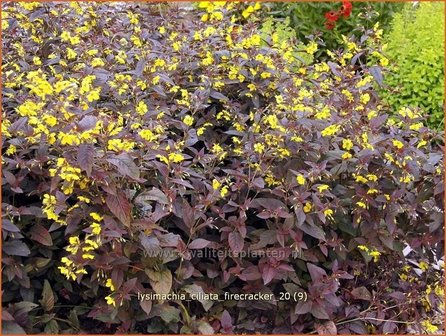 Lysimachia ciliata &#039;Firecracker&#039; | Wederik | Bewimperter Felberich