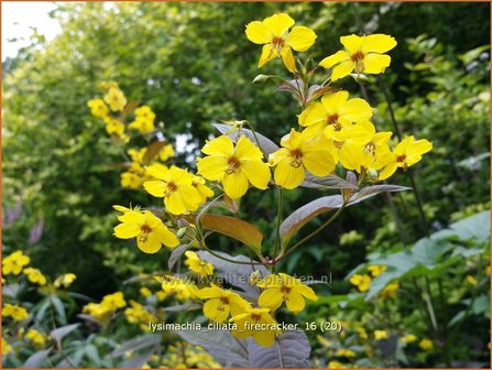 Lysimachia ciliata &#039;Firecracker&#039; | Wederik | Bewimperter Felberich