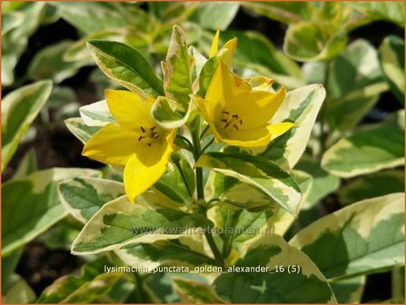 Lysimachia punctata &#039;Golden Alexander&#039; | Puntwederik, Wederik | Gold-Felberich