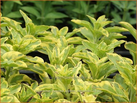 Lysimachia punctata &#039;Golden Alexander&#039; | Puntwederik, Wederik | Gold-Felberich