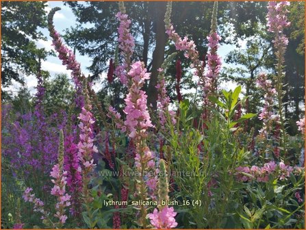 Lythrum salicaria 'Blush' | Kattenstaart | Blutweiderich