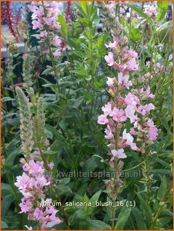 Lythrum salicaria &#039;Blush&#039; | Kattenstaart | Blutweiderich