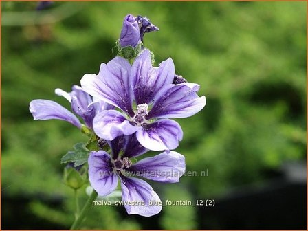 Malva sylvestris &#039;Blue Fountain&#039; | Groot kaasjeskruid, Kaasjeskruid | Wilde Malve