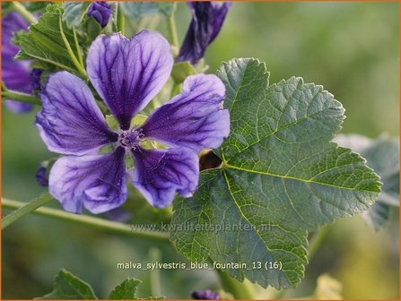 Malva sylvestris &#039;Blue Fountain&#039; | Groot kaasjeskruid, Kaasjeskruid | Wilde Malve