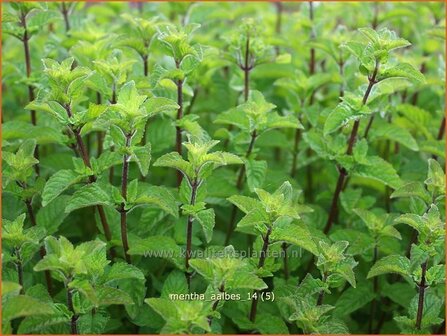 Mentha 'Aalbes' | Munt | Minze