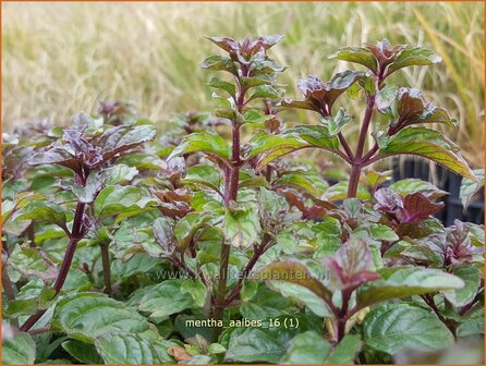Mentha 'Aalbes' | Munt | Minze
