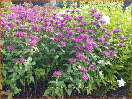 Monarda &#039;Blaustrumpf&#039; | Bergamotplant, Indianennetel | Indianernessel