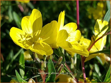 Oenothera &#039;African Sun&#039; | Teunisbloem | Nachtkerze