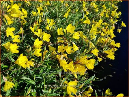 Oenothera &#039;African Sun&#039; | Teunisbloem | Nachtkerze