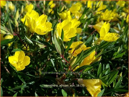 Oenothera &#039;African Sun&#039; | Teunisbloem | Nachtkerze