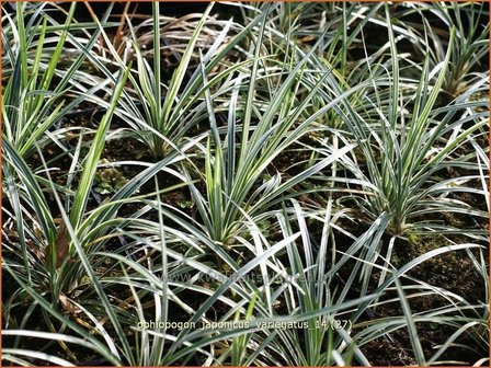 Ophiopogon japonicus &#039;Variegatus&#039; | Japans slangengras, Slangenbaard | Japanischer Schlangenbart