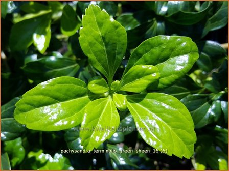 Pachysandra terminalis &#039;Green Sheen&#039; | Schaduwkruid, Dikkemanskruid | Endst&auml;ndiger Ysander