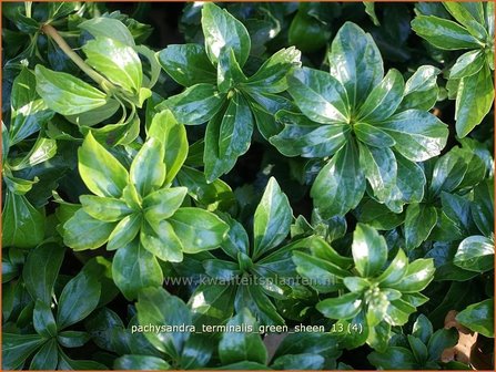 Pachysandra terminalis &#039;Green Sheen&#039; | Schaduwkruid, Dikkemanskruid | Endst&auml;ndiger Ysander