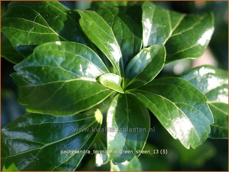 Pachysandra terminalis &#039;Green Sheen&#039; | Schaduwkruid, Dikkemanskruid | Endst&auml;ndiger Ysander